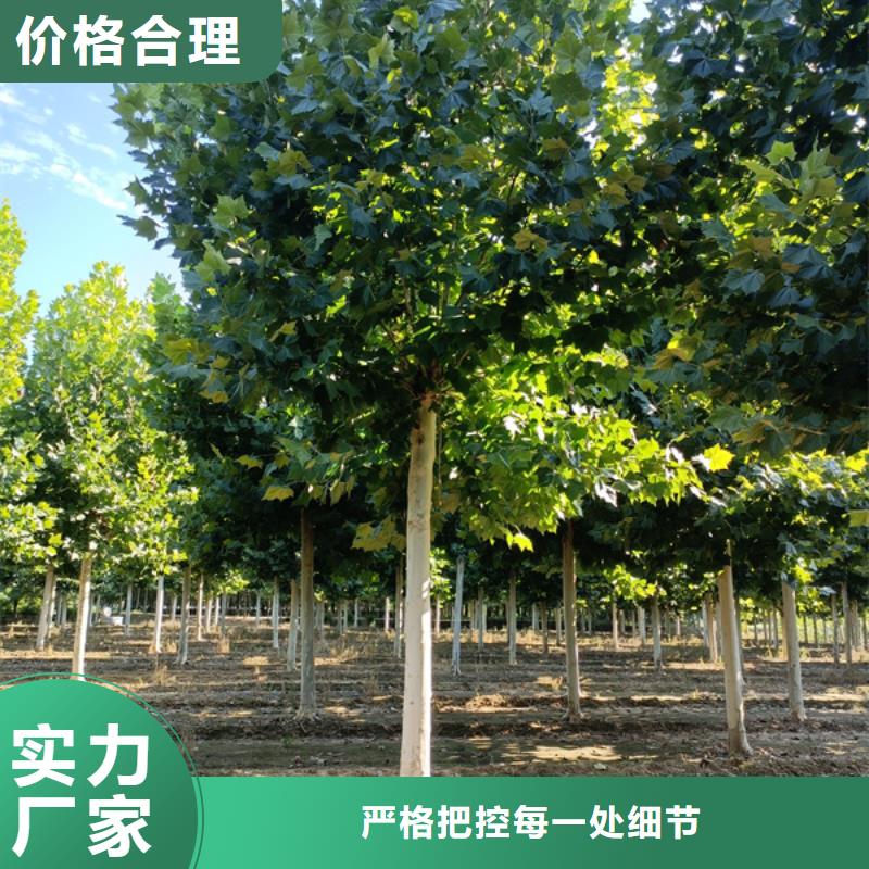 【法桐 金葉白蠟采購無憂】