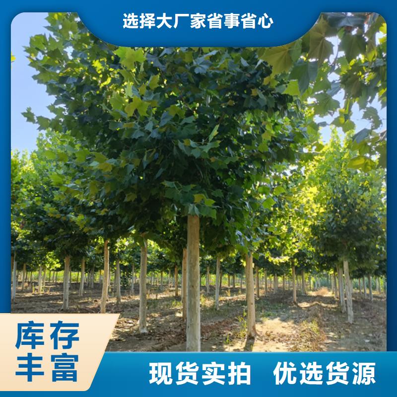 法桐 五角枫用心制作