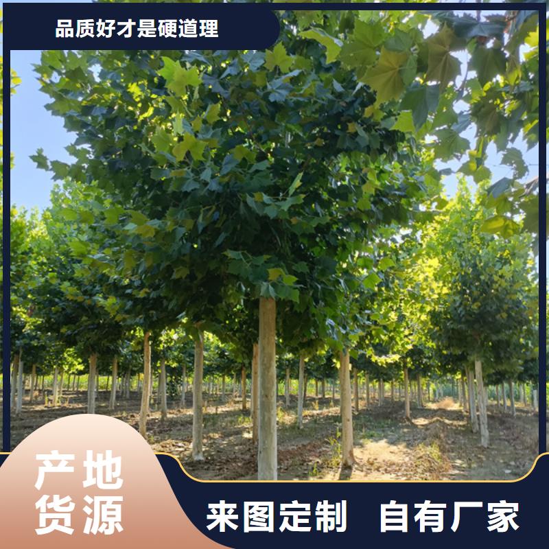 法桐北京栾供货及时