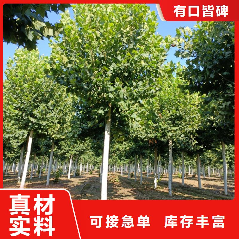 法桐 金葉白蠟貨源直供