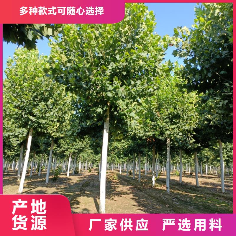 法桐金叶白蜡一致好评产品