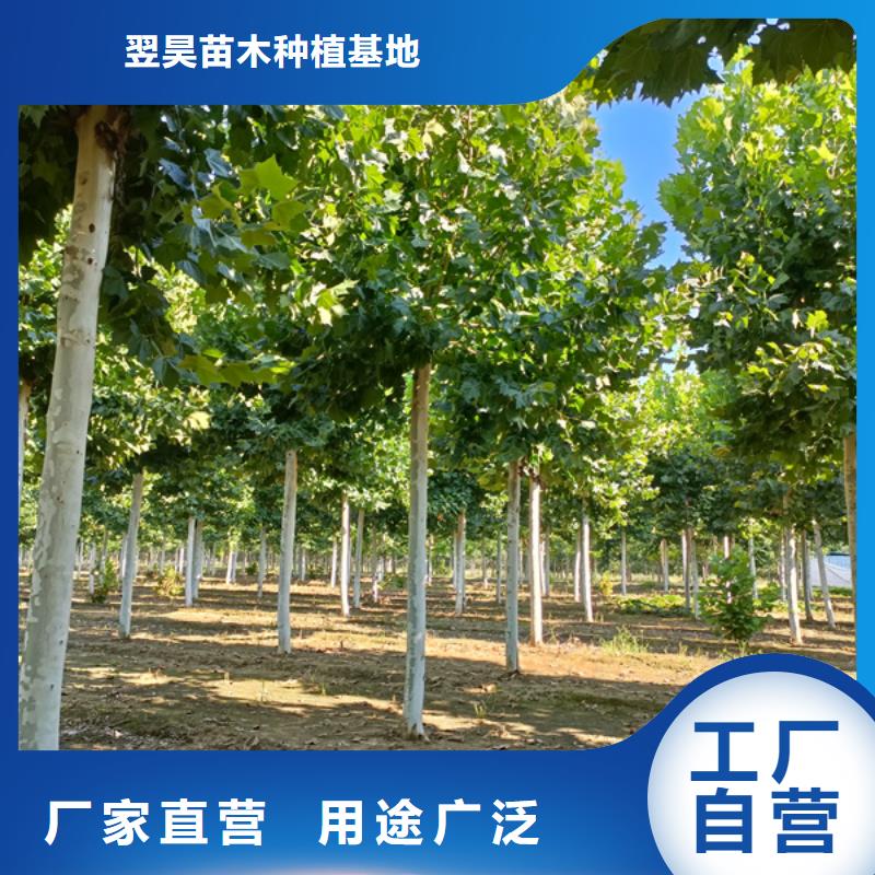 法桐金叶复叶槭实力厂家