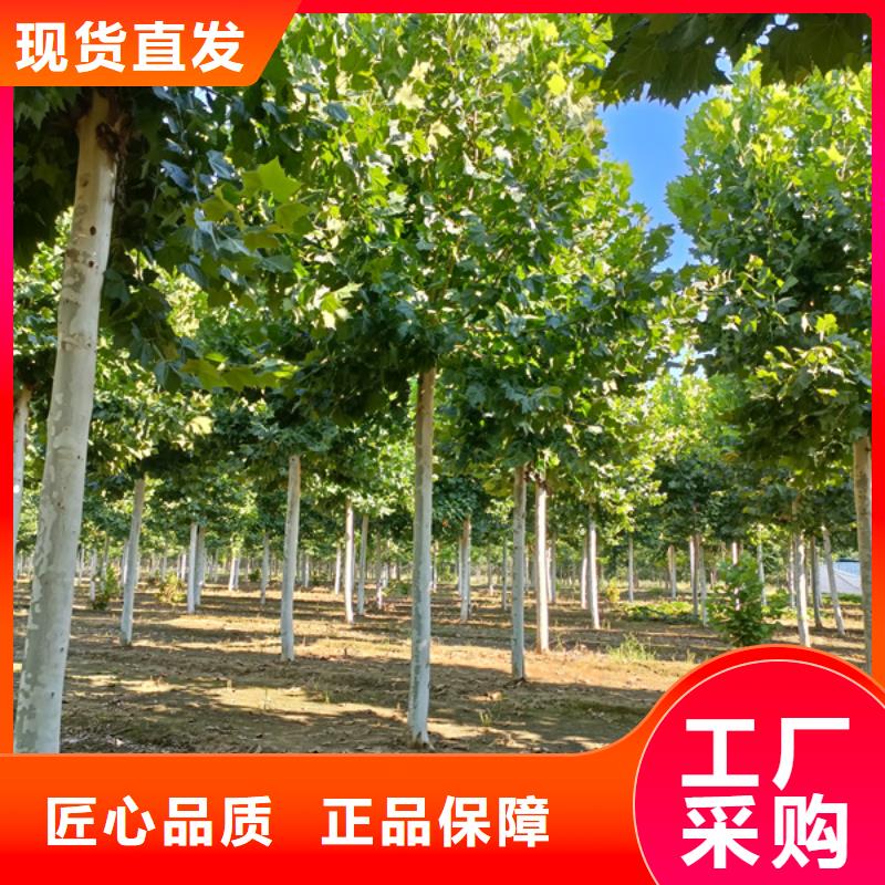 法桐,原生冠法桐厂家精选