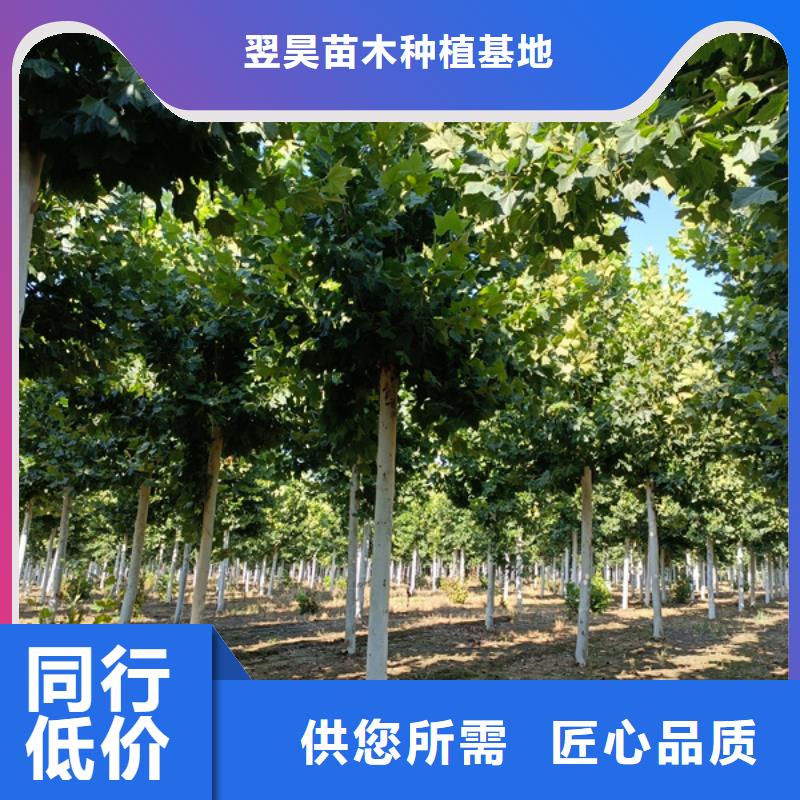 法桐國(guó)槐拒絕偽劣產(chǎn)品