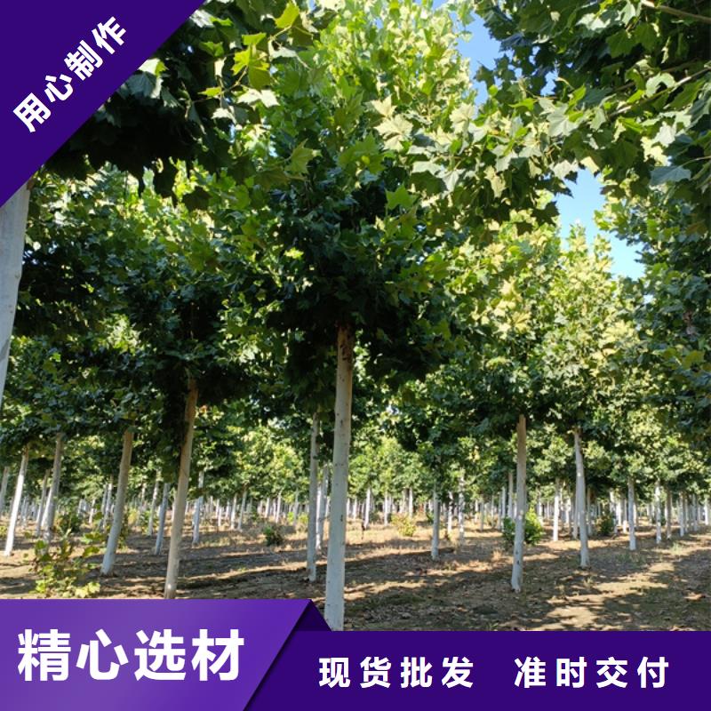 法桐垂絲海棠有口皆碑