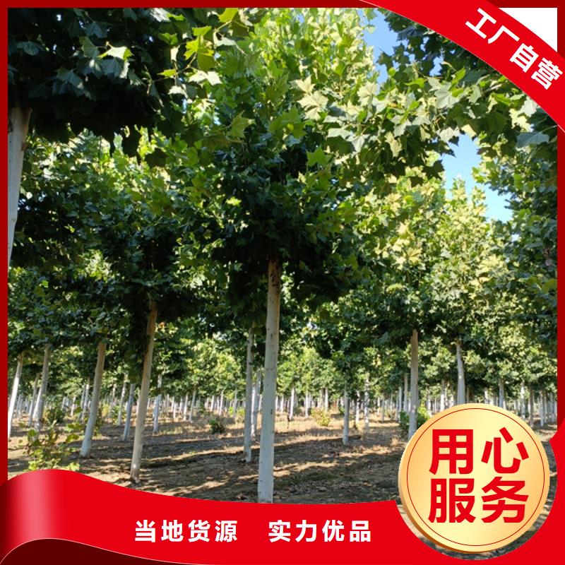 【法桐 美國紅楓工廠價(jià)格】