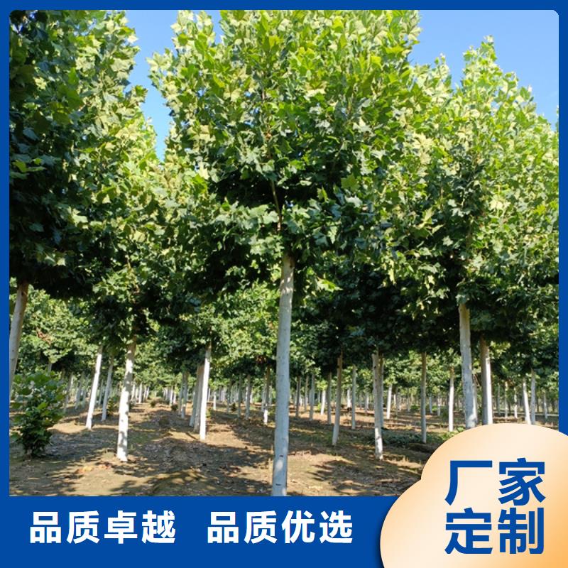 法桐_五角楓專業(yè)設(shè)計(jì)