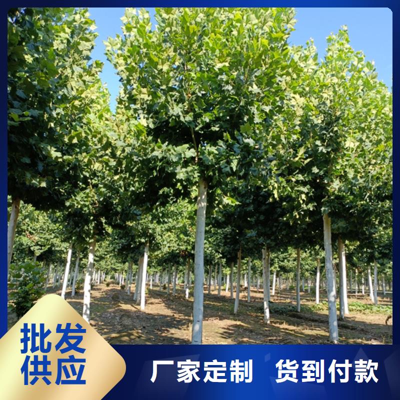 法桐,國槐支持大小批量采購