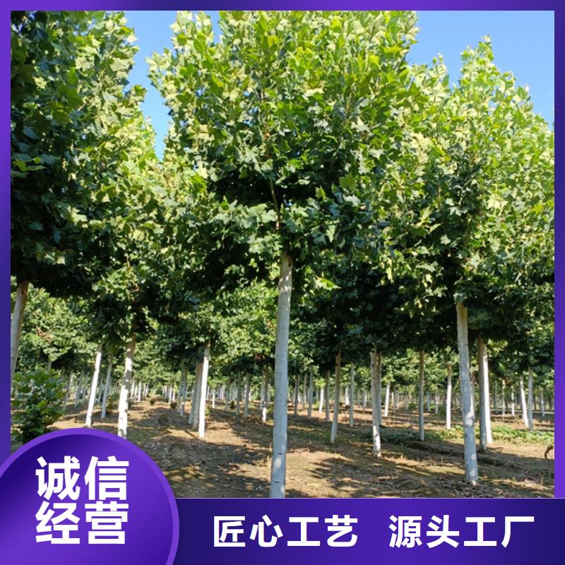 法桐國槐制造廠家