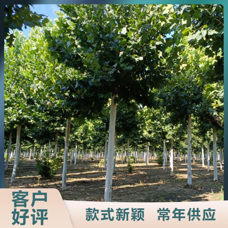 法桐_五角楓每一處都是匠心制作