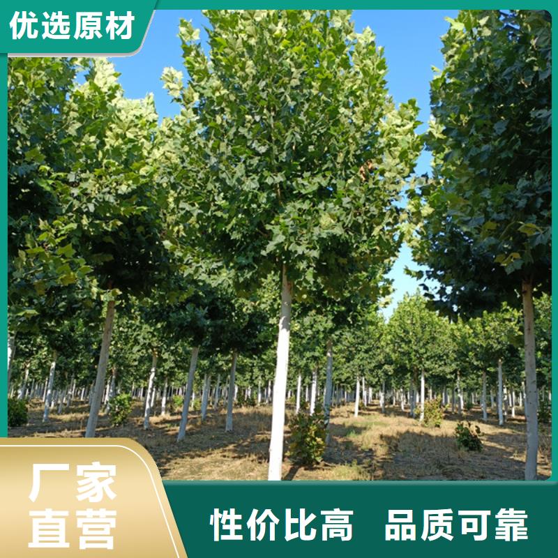法桐金叶白蜡一致好评产品