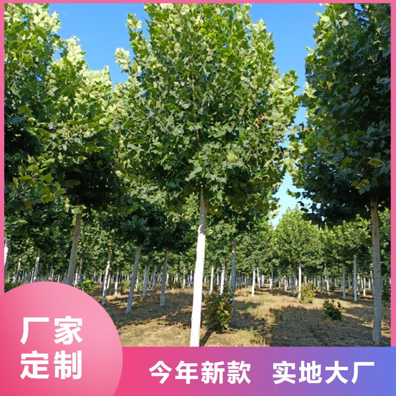 法桐_截杆发帽自有厂家