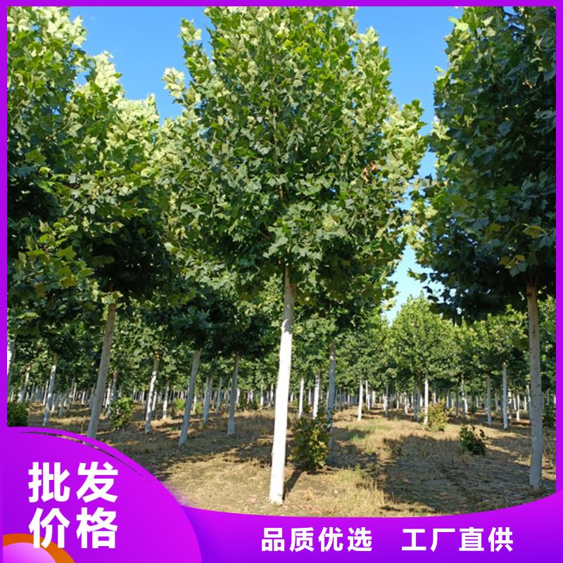 法桐 國槐源頭工廠