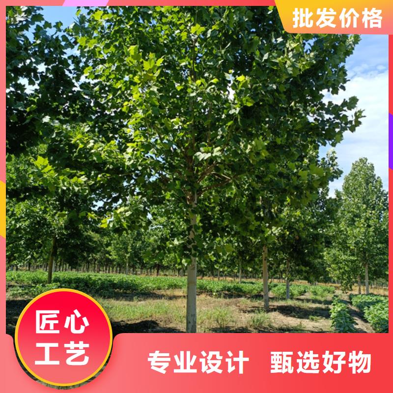 法桐西府海棠实体厂家支持定制