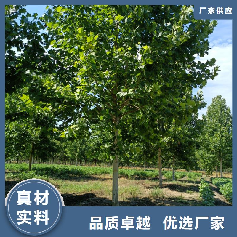  法桐質(zhì)量優(yōu)價格低