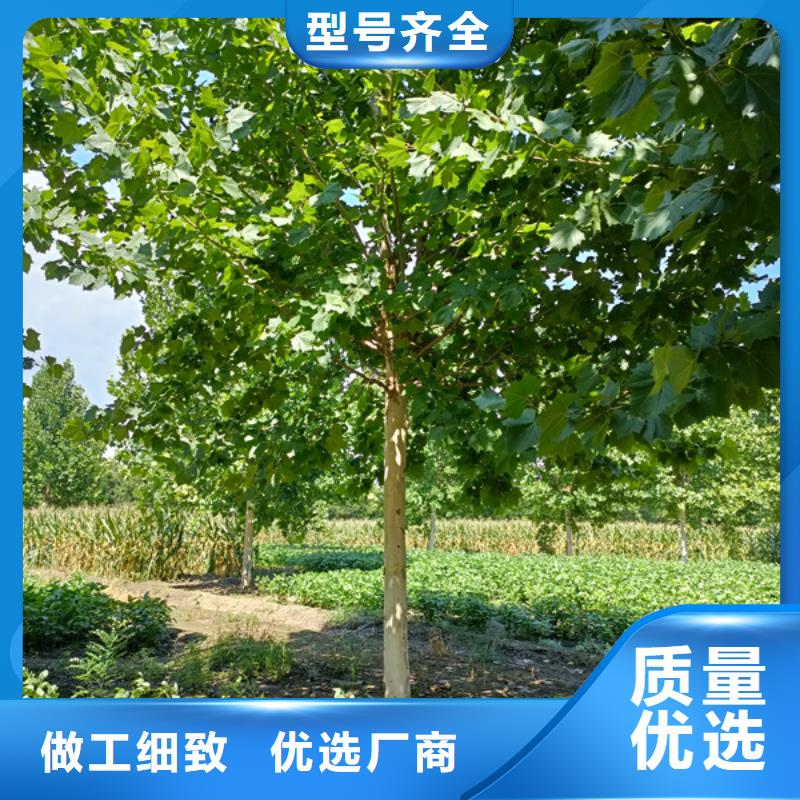  法桐的图文介绍