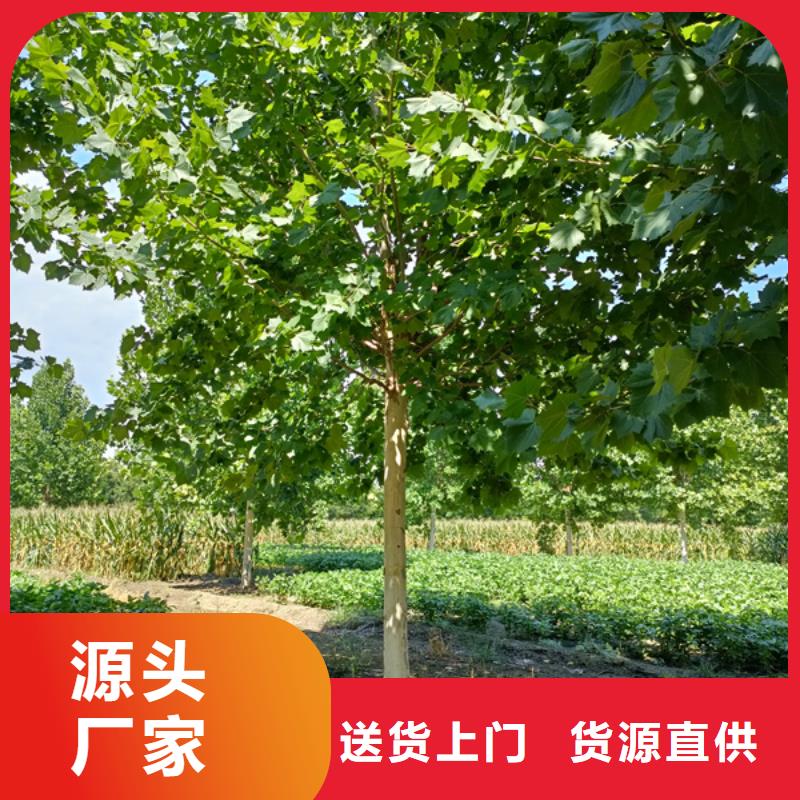 法桐_五角楓專業(yè)設(shè)計(jì)