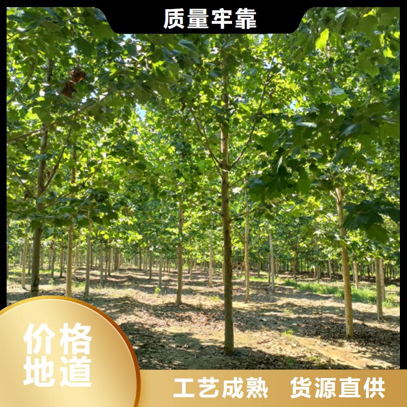 法桐,原生冠法桐厂家精选