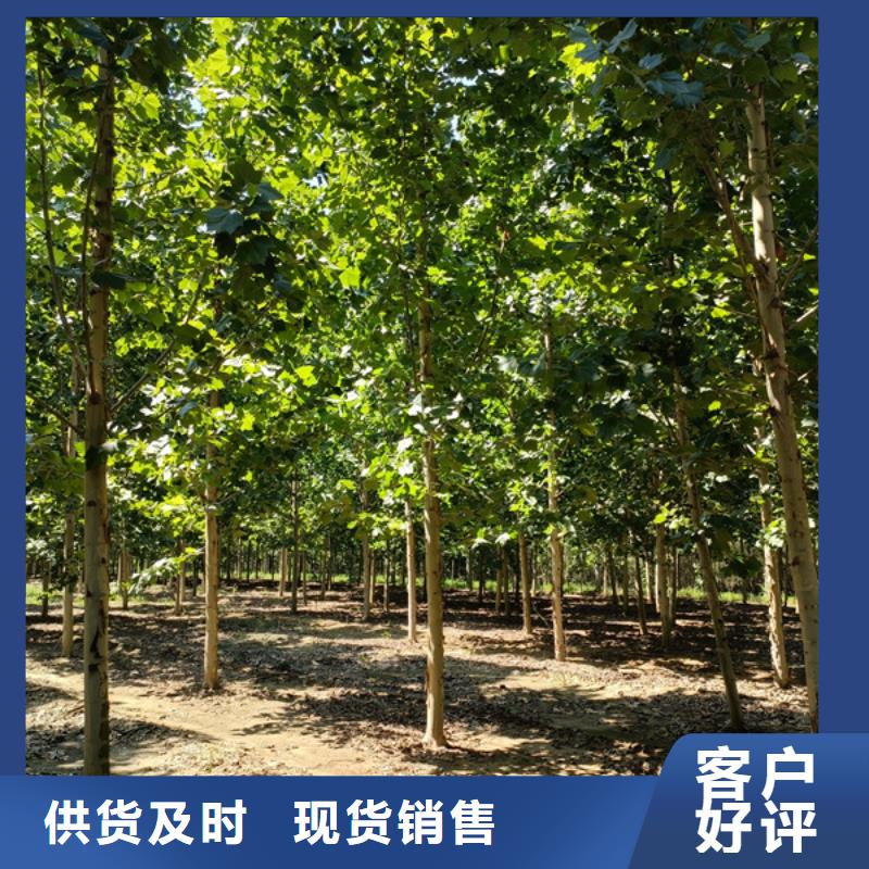 【法桐】金葉白蠟廠家案例