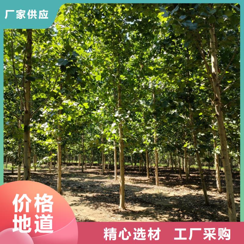 法桐,金葉復(fù)葉槭品種全