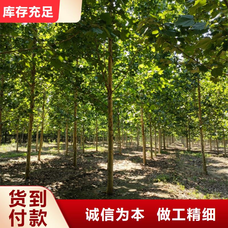 法桐美國(guó)紅楓支持拿樣
