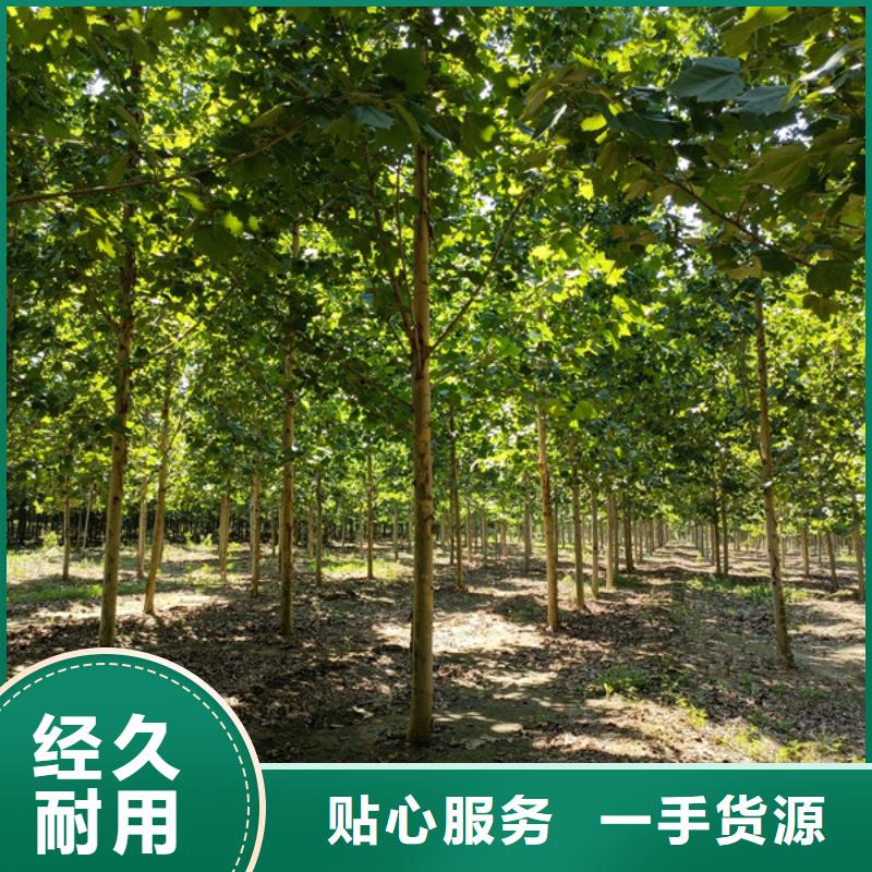 法桐黃金槐客戶信賴的廠家