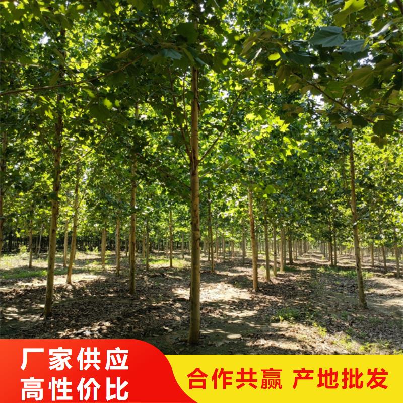 法桐 金叶复叶槭价格实惠