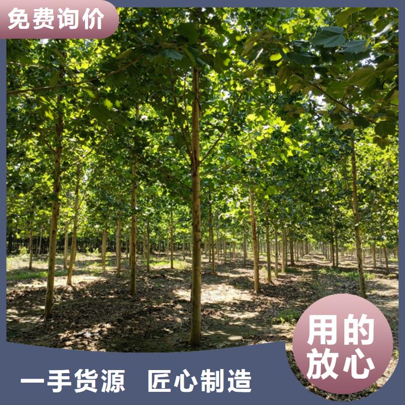 法桐,截杆发帽质量可靠