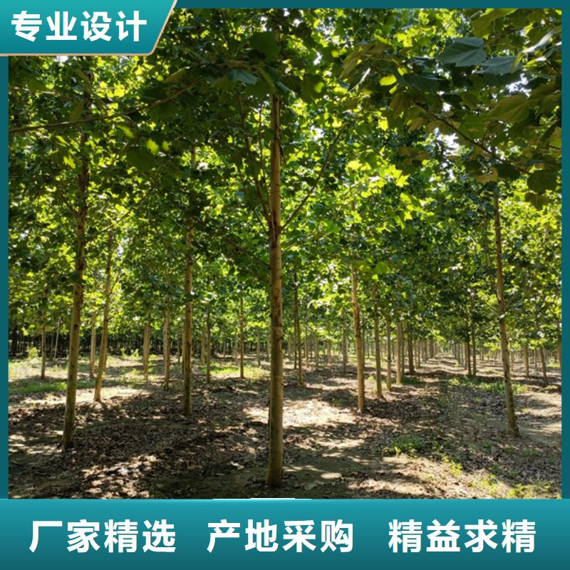 【法桐】 金葉白蠟一站式采購方便省心