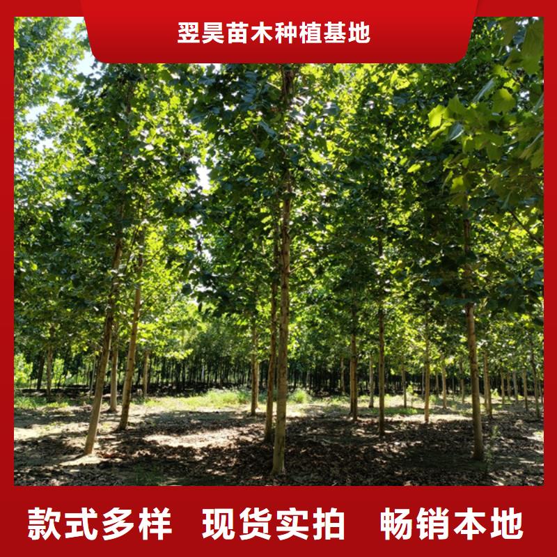 法桐白蠟定制零售批發(fā)