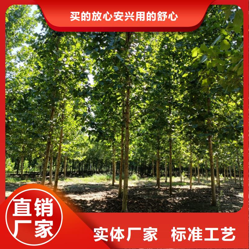 法桐国槐拒绝伪劣产品