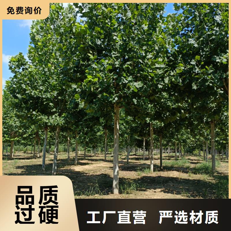 法桐黃金槐快速報價