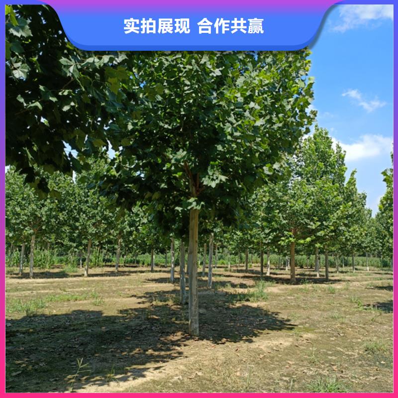 法桐,秋紫白蜡为您提供一站式采购服务