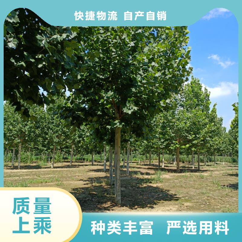 法桐北京欒源頭廠商