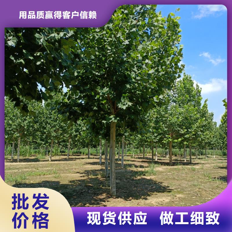 法桐-美国红枫一站式采购商家