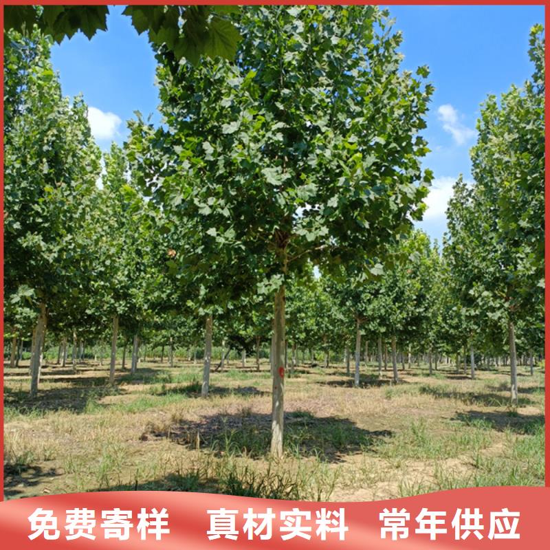法桐国槐检验发货