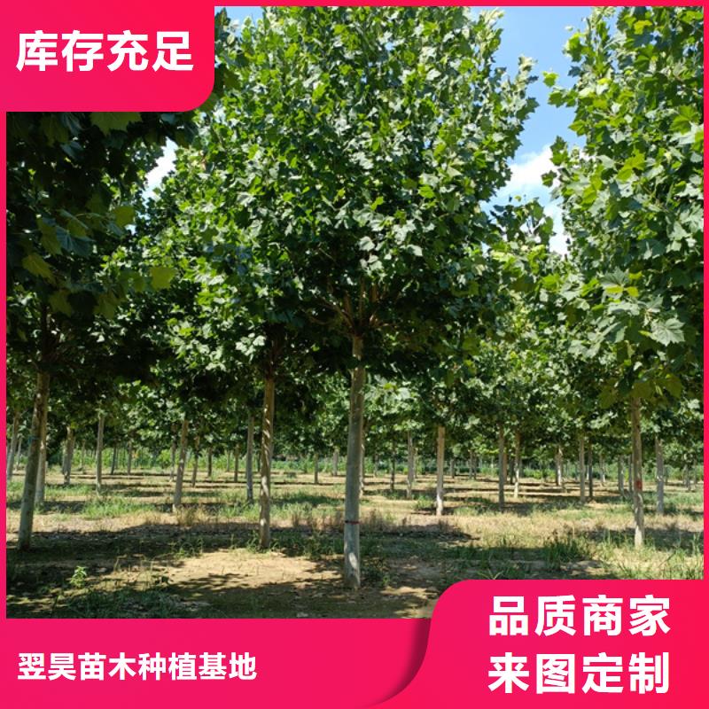 法桐國槐制造廠家