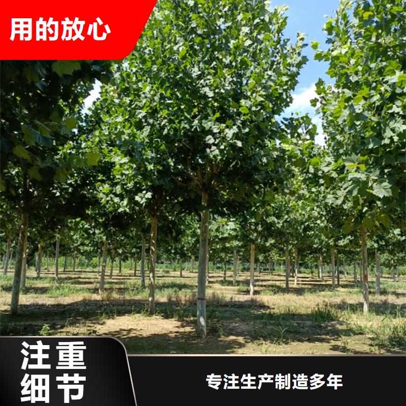 法桐金葉復(fù)葉槭質(zhì)量優(yōu)價(jià)格低
