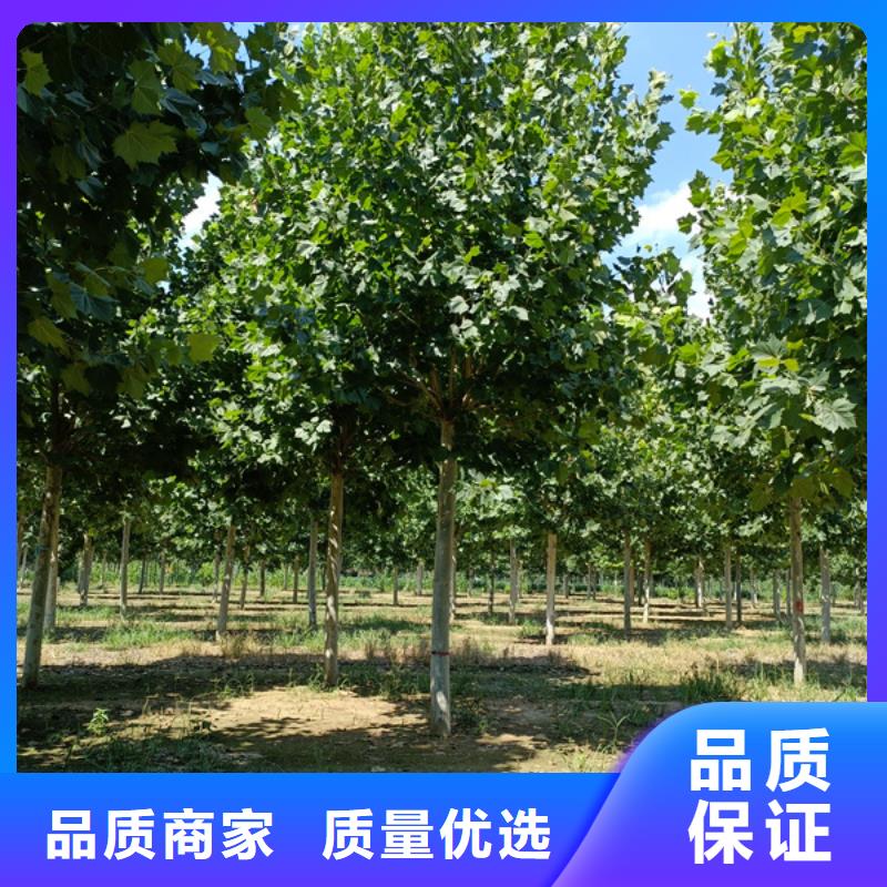 法桐,原生冠法桐厂家精选