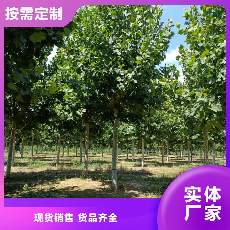 法桐造型法桐速生法桐法桐小苗質(zhì)量保證