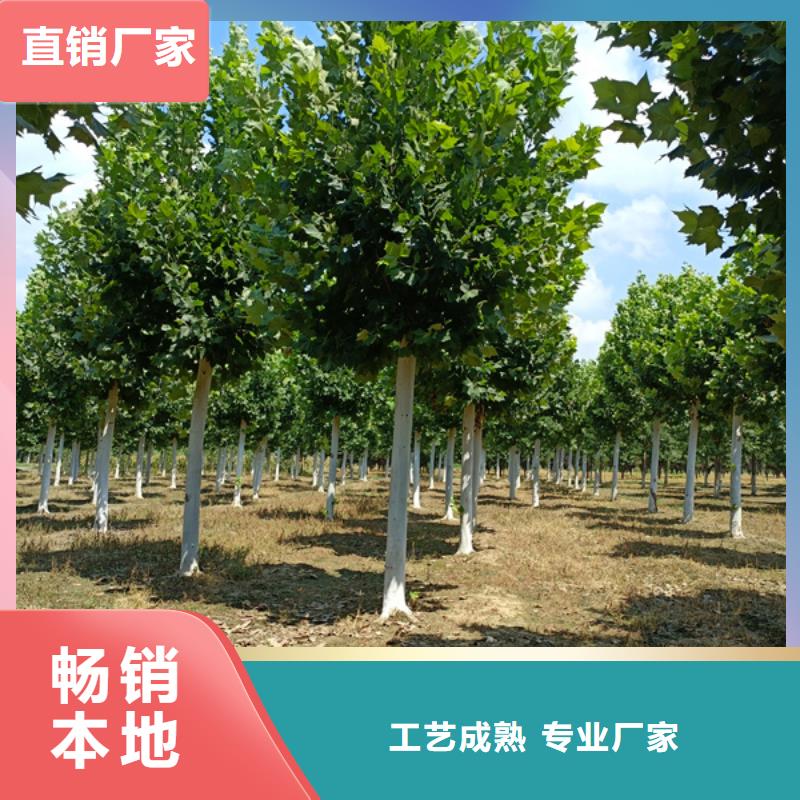 法桐櫻花檢驗發(fā)貨