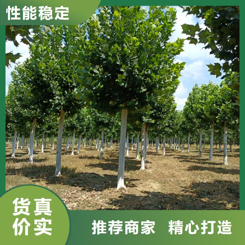  法桐用心制造