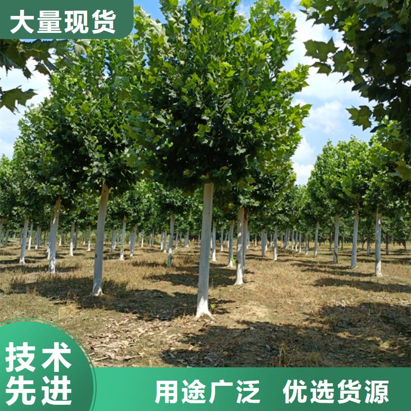 法桐 白蜡可放心采购