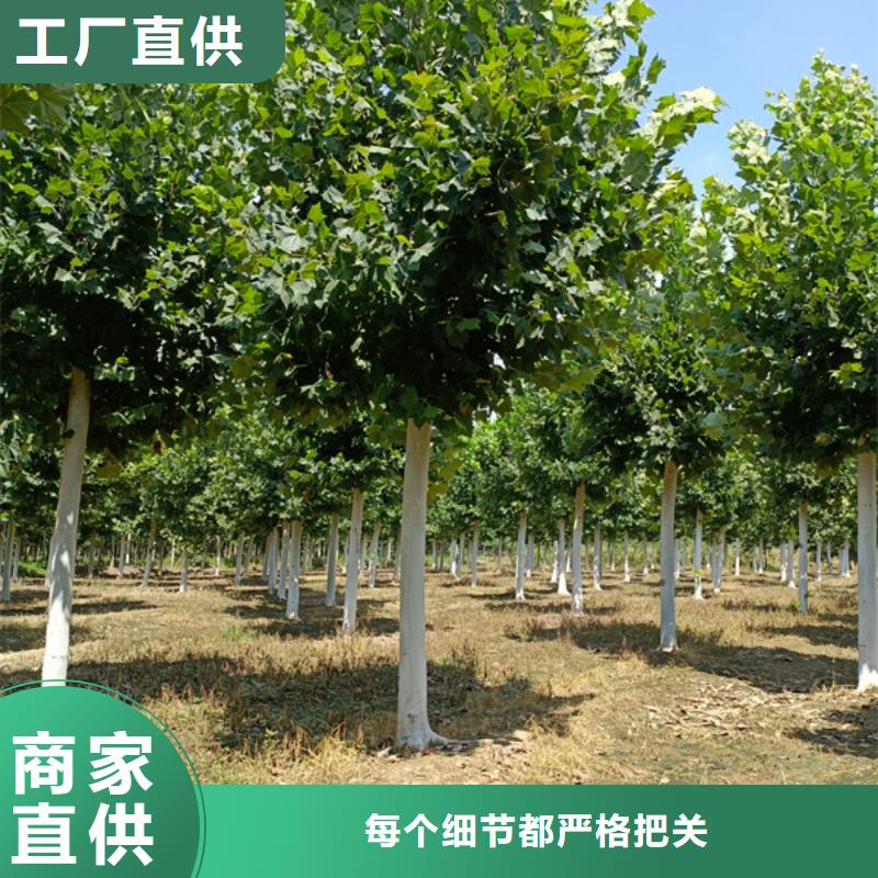 法桐,秋紫白蜡为您提供一站式采购服务