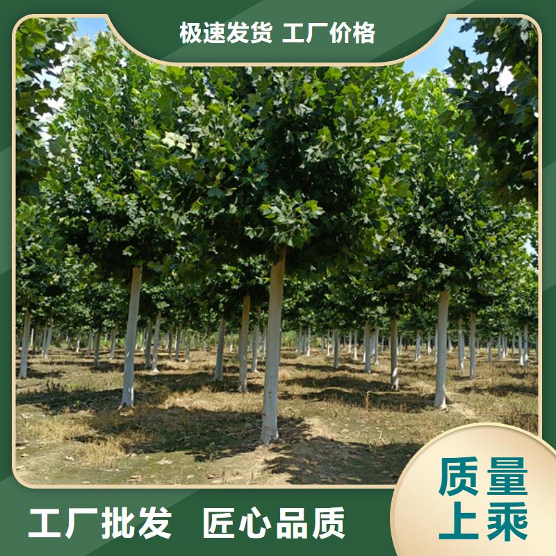 白蜡视频-白蜡|辽宁省阜新市|彰武|清河门|铁岭|大连|鞍山|盘锦|营口