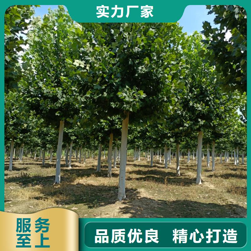 法桐櫻花廠家工藝先進(jìn)