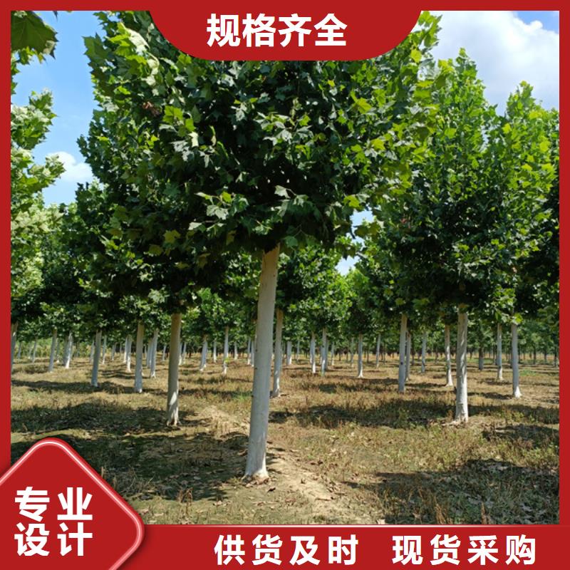 法桐黃金槐客戶信賴的廠家