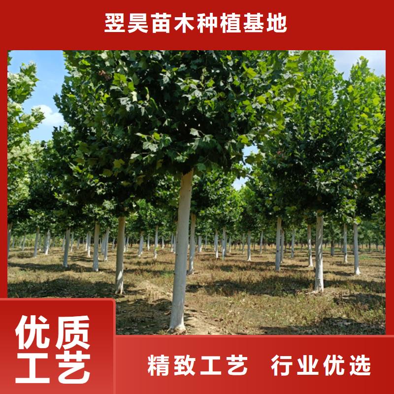法桐,五角楓服務始終如一