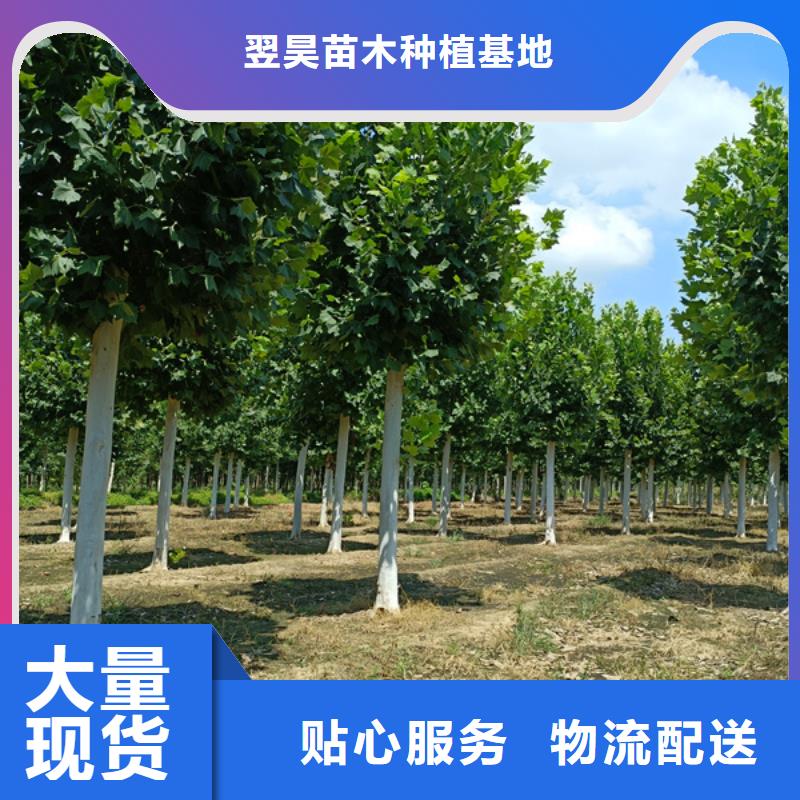 法桐五角楓批發(fā)貨源