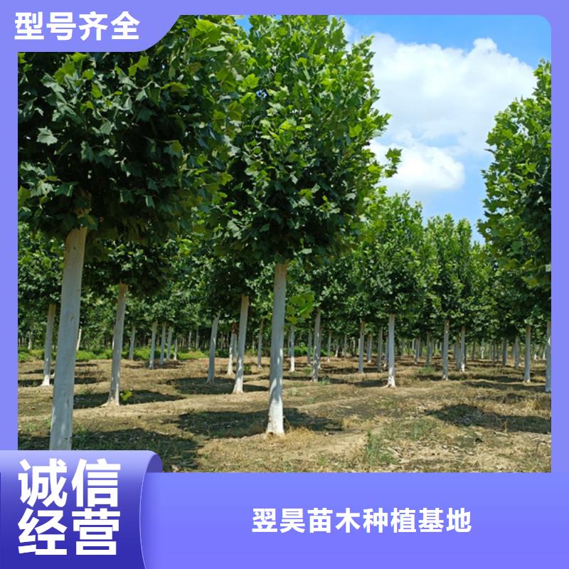 法桐_金葉白蠟現(xiàn)貨交易